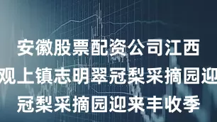 安徽股票配资公司江西省樟树市观上镇志明翠冠梨采摘园迎来丰收季