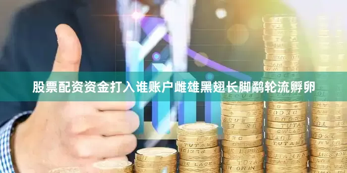 股票配资资金打入谁账户雌雄黑翅长脚鹬轮流孵卵